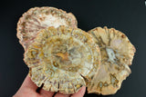 Natural Madagascarian Petrified Wood Slices - .5 inches thick- Average size 4 inches