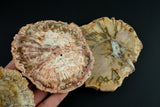 Natural Madagascarian Petrified Wood Slices - .5 inches thick- Average size 4 inches