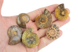 Ammonite Fossil - over 100 million years old fossils - 1 pc