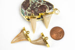 Small Genuine Shark Teeth with gold bezels!