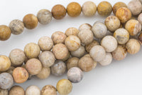 Natural Light Colored fossil coral, High Quality in Matte round, 6mm, 8mm, 10mm Gemstone Beads