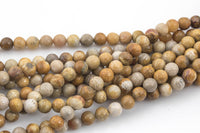 Natural Medium fossil coral, High Quality in round, 6mm, 8mm, 10mm Smooth Gemstone Beads