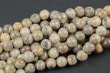 Natural fossil coral, High Quality in round, 4-14mm AAA Quality AAA Quality Smooth Gemstone Beads