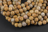 Natural Medium fossil coral, High Quality in round, 6mm, 8mm, 10mm Smooth Gemstone Beads