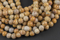 Natural Medium fossil coral, High Quality in round, 6mm, 8mm, 10mm Smooth Gemstone Beads