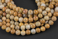 Natural Medium fossil coral, High Quality in round, 6mm, 8mm, 10mm Smooth Gemstone Beads