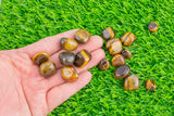 1 pc Natural Tiger Eye Medium Tumbled Stone- .5 inch-1.25 inch