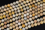 Natural fossil coral, High Quality in round, 4-14mm AAA Quality AAA Quality Smooth Gemstone Beads