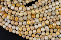 Natural fossil coral, High Quality in round, 4-14mm AAA Quality AAA Quality Smooth Gemstone Beads