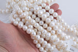 JUMBO LARGE-HOLE Pearls Size 13-14mm 8 inch strand Natural Fresh Water Pearls
