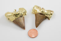 Genuine Shark Teeth with gold bezels!