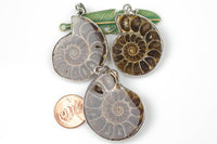 Fossilized Sliced Ammonite with White Gold bezels- 30mm