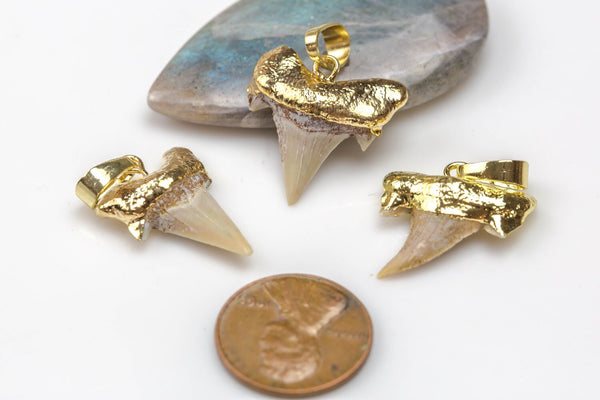 Genuine Fossilized Shark Teeth with gold bezels- Small Size