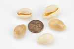 Wholesale White Natural Cowrie Shell Beads- 50 Pcs Per order